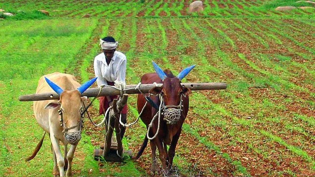పప్పుధాన్యాల సాగులో తెలంగాణ దేశంలోనే రెండో స్థానం