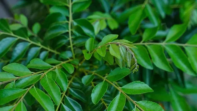 కరివేపాకుతో ఆరోగ్యానికి మేలు