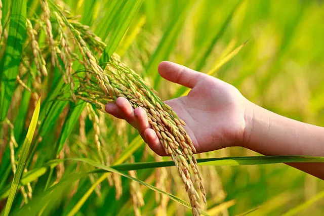 సన్నవడ్లకు పెరిగిన డిమాండ్‌