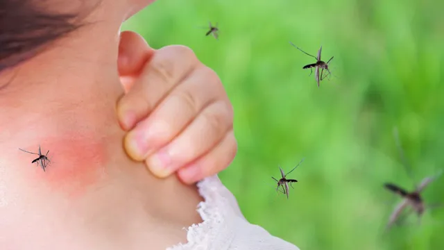 దోమల బెడదకు అరటి తొక్కతో ఇంటి చిట్కా