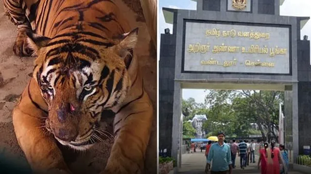 கூடலூரில் கூண்டில் சிக்கிய 13 வயது புலி: வண்டலூர் பூங்காவிற்கு மாற்றம்