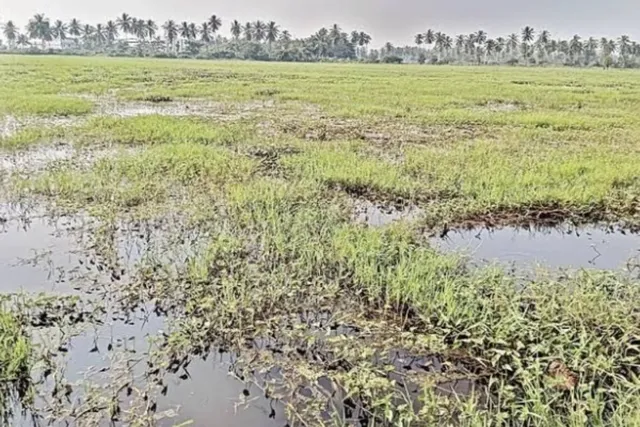 ఎల్నినో ప్రభావంతో కడప జిల్లాలో కరువు ఛాయలు