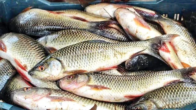 చేపల నిల్వలో తీసుకోవాల్సిన జాగ్రత్తలు ఇవే