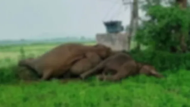 மின்சாரம் தாக்கி 3 யானைகள் உயிரிழப்பு: வனத்துறை விசாரணை தீவிரம்