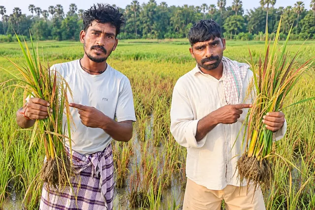 వరిలో తెగుళ్ల సమస్యతో రైతులు ఆందోళన వరిలో తెగుళ్ల సమస్యతో రైతులు ఆందోళన