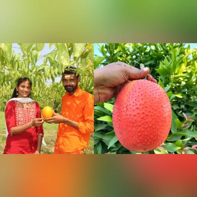 ఎన్టీఆర్ జిల్లాలో అరుదైన పంట.. గాక్ సాగుతో రైతుకు భారీ ఆదాయం