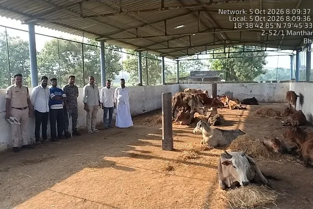మంథనిలో అక్రమ పశువుల రవాణా: 31 పశువులతో ఇద్దరి అరెస్ట్ మంథనిలో అక్రమ పశువుల రవాణా: 31 పశువులతో ఇద్దరి అరెస్ట్