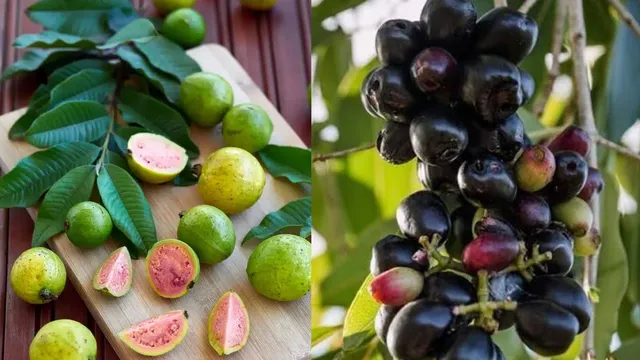 ரத்த அழுத்தம், சர்க்கரை அளவை கட்டுப்படுத்த உதவும் அற்புத பழம்