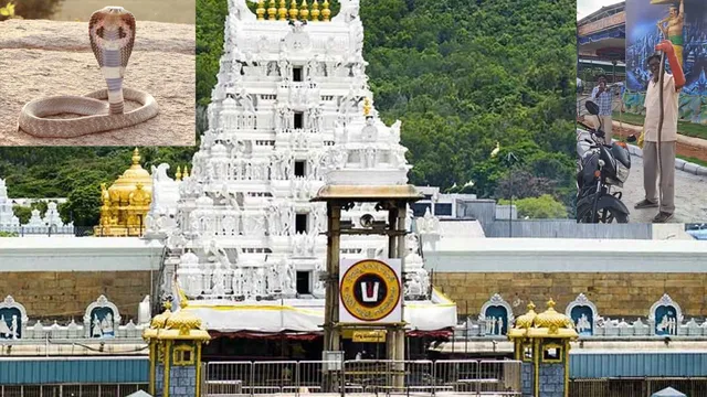 తిరుమలలో పాముల భయం.. భక్తుల్లో ఆందోళన