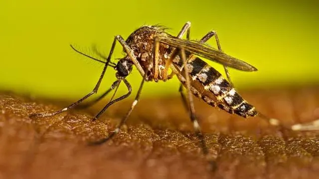 தமிழ்நாட்டில் தொடரும் டெங்கு பாதிப்பு