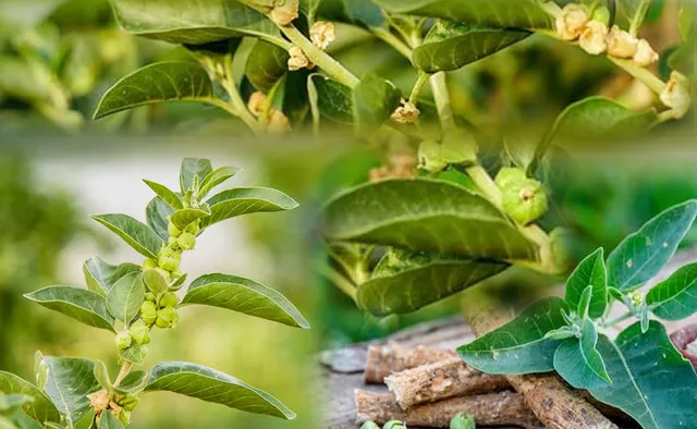 Ashwagandha infusion is safe: AYUSH Ministry