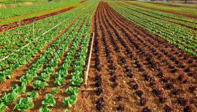 ఎల్‌నినో ఎఫెక్ట్.. ఆరుతడి పంటలే మేలు!