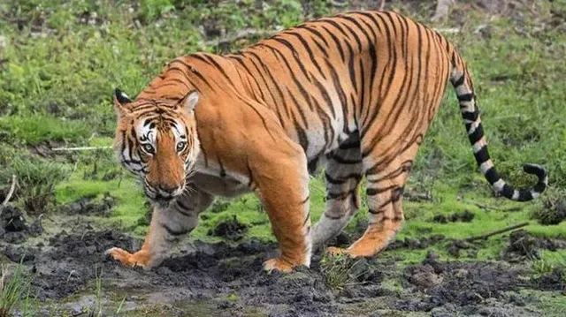 ముగ్గురు పశువుల కాపరుల ప్రాణాలు తీసిన పులి