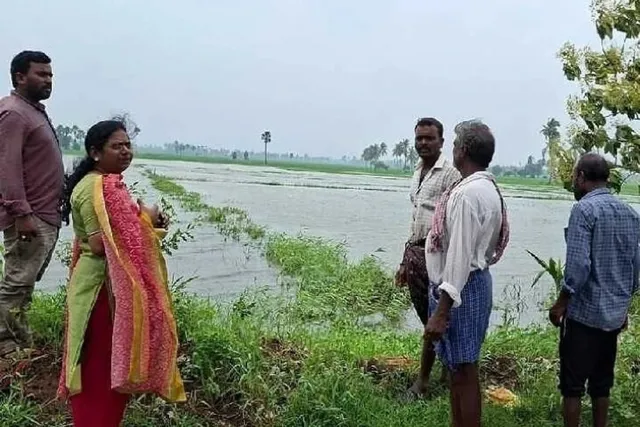 ప్రత్తిపాడులో నీటమునిగిన పంటలను పరిశీలించిన ఏఓ