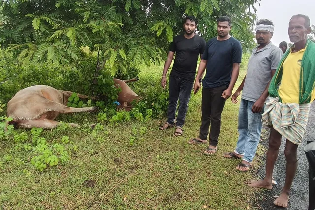 పిడుగు పడి ఎండు ఎడ్లు, ఆవు మృత్యువాత
