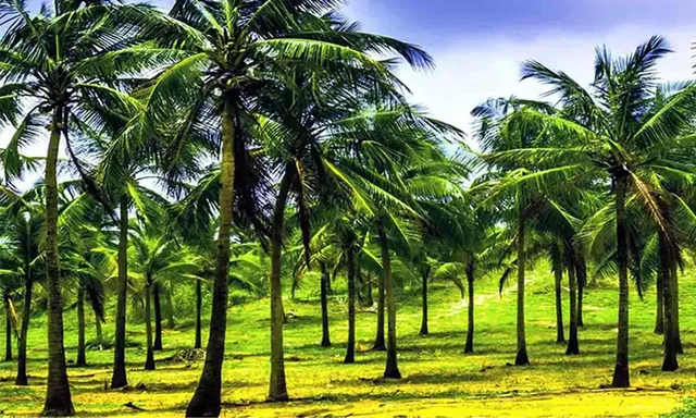 எல் நினோ வெப்ப அலையிலிருந்து தென்னையை பாதுகாக்கும் வழிமுறைகள்