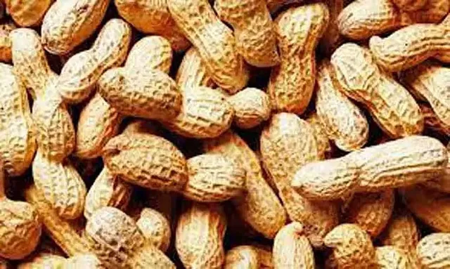 நிலக்கடலை வரத்து அதிகரிப்பு, கிலோ ரூ.100-க்கு விற்பனை