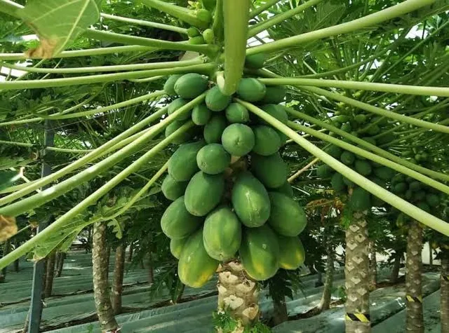 బొప్పాయి సాగుతో అధిక లాభాలు