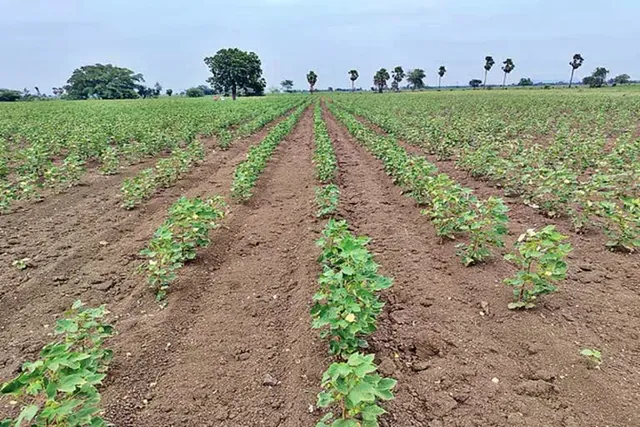 ఎల్నినో.. పత్తి రైతులను భయపెడుతున్న వర్షాభావ పరిస్థితులు ఎల్నినో.. పత్తి రైతులను భయపెడుతున్న వర్షాభావ పరిస్థితులు