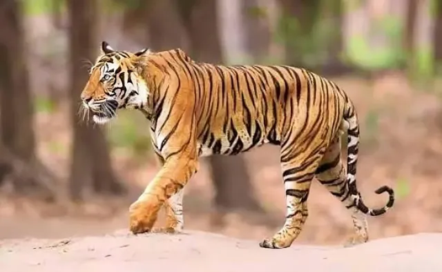 పోలవరంలో పెద్దపులి సంచారం