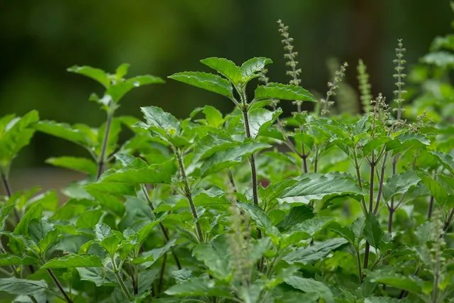 తులసి మొక్క పచ్చదనానికి నిపుణుల చిట్కాలు