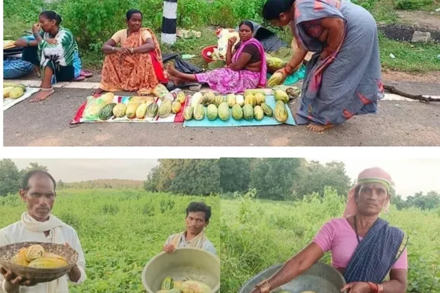 అడవుల నుంచి బుడుం పండ్లు.. ఆదివాసీలకు ఉపాధి