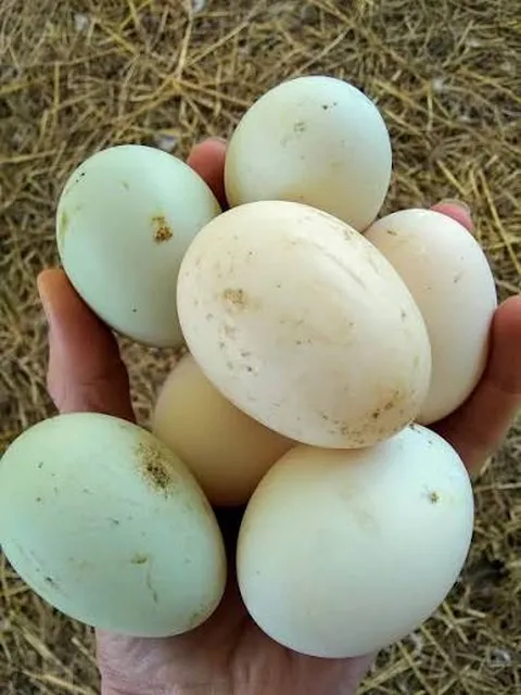 முட்டை விலை 20 காசுகள் உயர்வு
