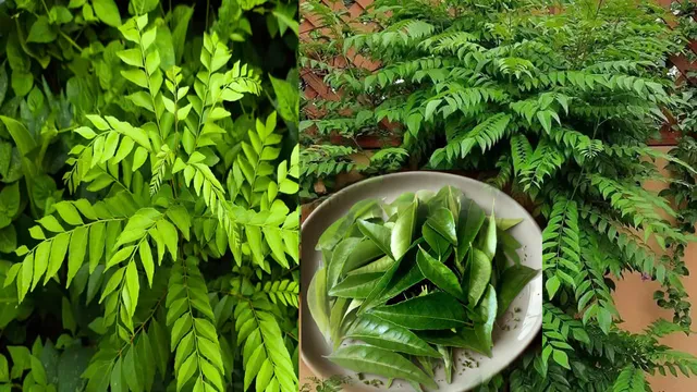 కరివేపాకు: అధికంగా తీసుకుంటే ఈ సమస్యలు తప్పవు!