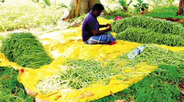 கேரளாவில் தட்டாங்காய்களுக்கு அமோக வரவேற்பு: விவசாயிகள் மகிழ்ச்சி