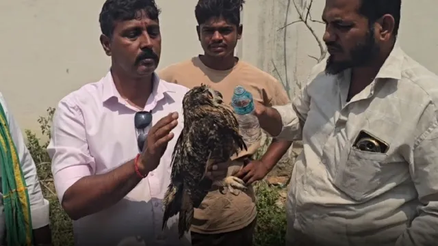 காயங்களுடன் மீட்கப்பட்ட அரிய வகை பாறை ஆந்தை காயங்களுடன் மீட்கப்பட்ட அரிய வகை பாறை ஆந்தை