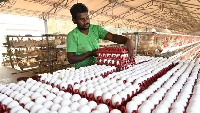 முட்டை கொள்முதல் விலை உயர்வு