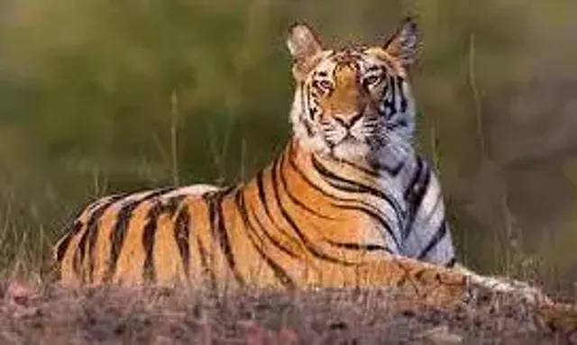 வனத்துறையினர் வைத்த கூண்டில் மேலும் ஒரு புலி சிக்கியது: மக்கள் நிம்மதி