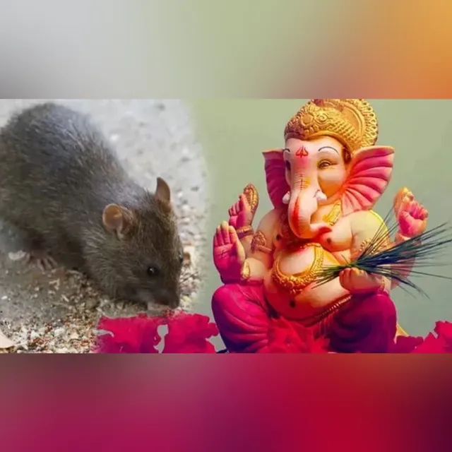 గణేష్ చతుర్థి రోజు ఎలుక కనిపిస్తే శుభమేనా.. పండితుల సూచనలు ఇవే!