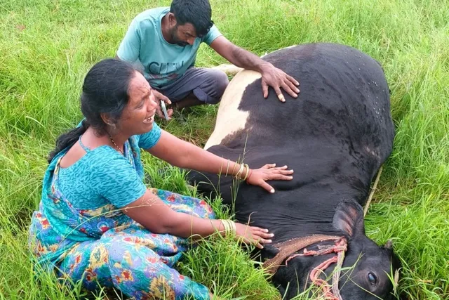 రాగంపేట లో పిడుగు పాటుతో ఆవు మృతి